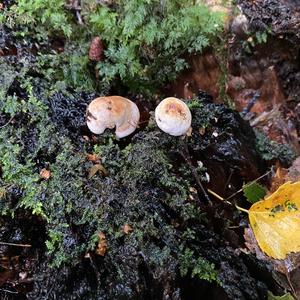 Unknown Species