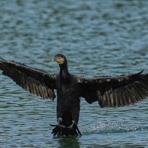 Great Cormorant