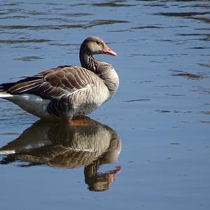 Greylag Goose