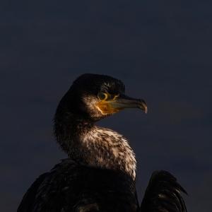 Great Cormorant