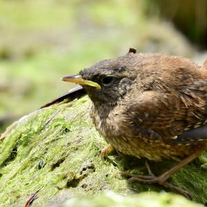 Winter Wren