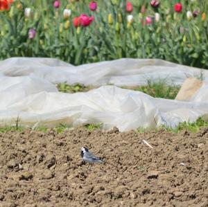 White Wagtail