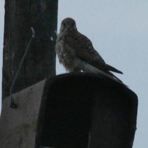 Common Kestrel