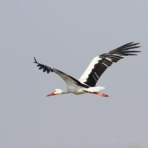 White Stork