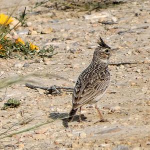 Thekla Lark