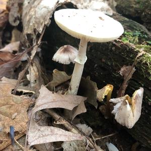 Destroying Angel