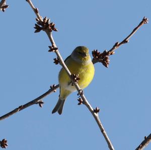 Alpine Citril Finch