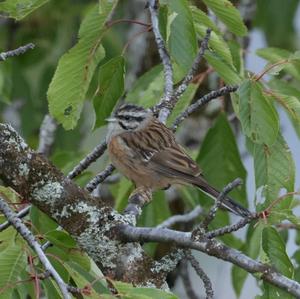 Rock Bunting