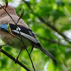 Eurasian Jay