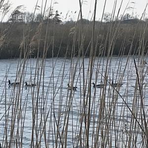 Barnacle Goose