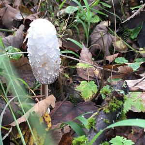 Shaggy Mane