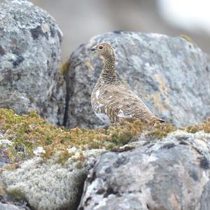 Alpenschneehuhn