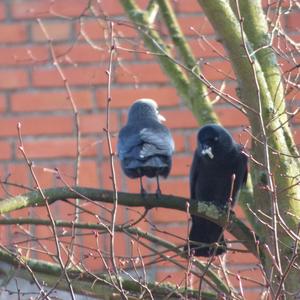 Eurasian Jackdaw