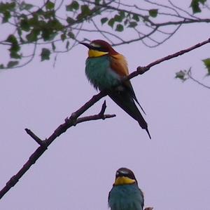 European Bee-eater