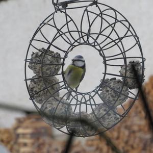 Blue Tit