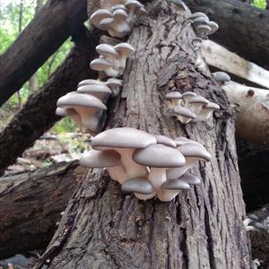 Oyster Mushroom