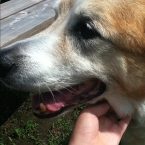 Unknown Breed