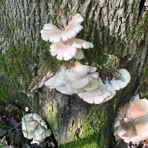 Oyster Mushroom