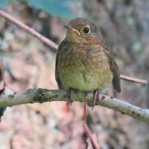 European Robin