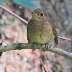 European Robin