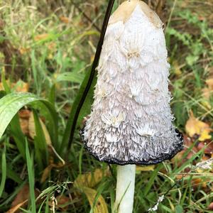 Shaggy Mane