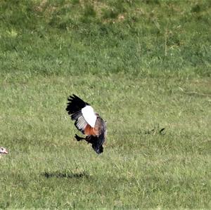 Egyptian Goose