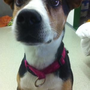 Unknown Breed