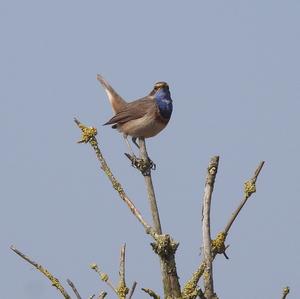 Blaukehlchen