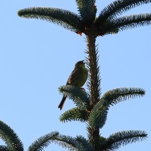 Yellowhammer