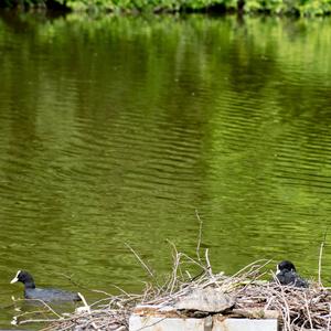 Common Coot