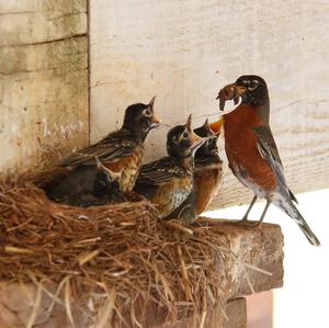 American Robin