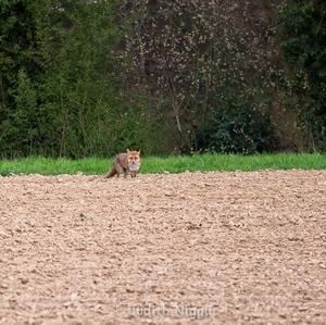 Red Fox