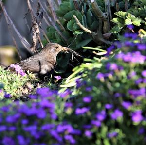 Eurasian Blackbird