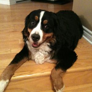 Bernese Mountain Dog