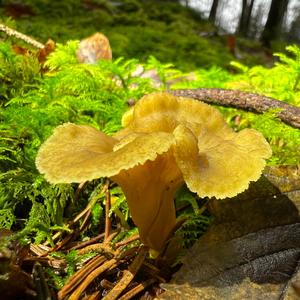 Trumpet Chanterelle