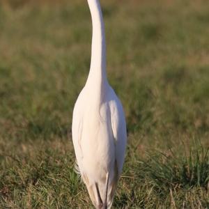 Great Egret