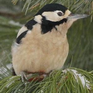 Great Spotted Woodpecker