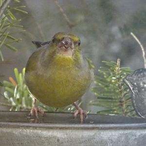 European Greenfinch