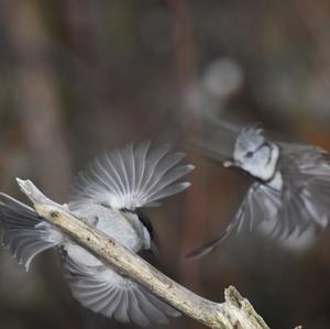 Crested Tit