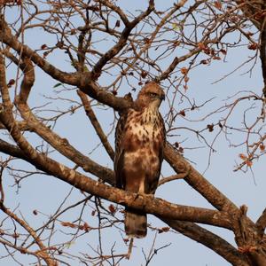 Changeable Hawk-eagle