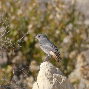 Black Redstart