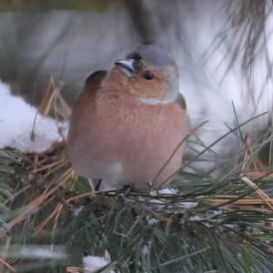 Eurasian Chaffinch