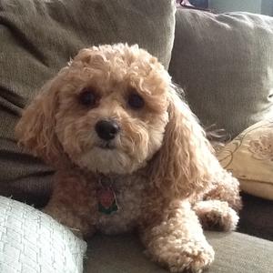 Unknown Breed