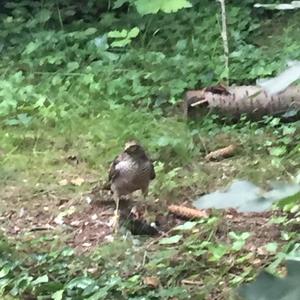 Eurasian Sparrowhawk