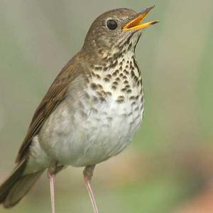 Bicknell's Thrush