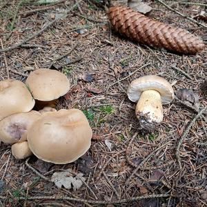 Bitter Bolete