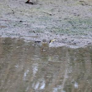 Grey Wagtail