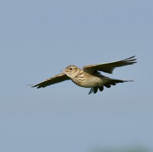 Eurasian Skylark