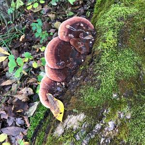 Resinous Polypore