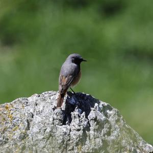 Common Redstart